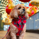 Small tan dog wearing the Tartan bow tie and red harness among festive lights