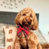 Curly brown dog wearing the Tartan bow tie while sitting on a sofa
