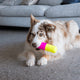 FuzzYard Chill Pill Interactive Chew Toy