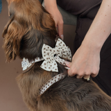 Persoon verstelt de Tiramisu Polka Dot strik op het tuig van een bruine hond