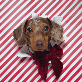 Brown dachshund wearing the Cocopup London Berry Red Luxe Velvet Sailor Bow Tie against red and white stripes
