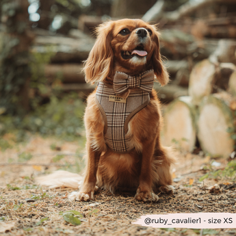 Chestnut cavalier wearing the Pup Plaid harness while sitting in woodland