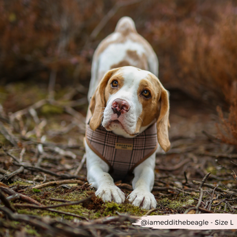 Beagle in the Pup Plaid harness walking toward the camera on a woodland path