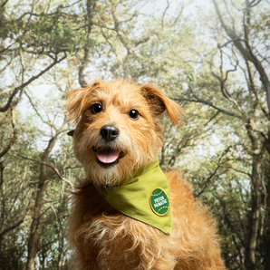 Fetch Fanatic iron- on patch for dogs