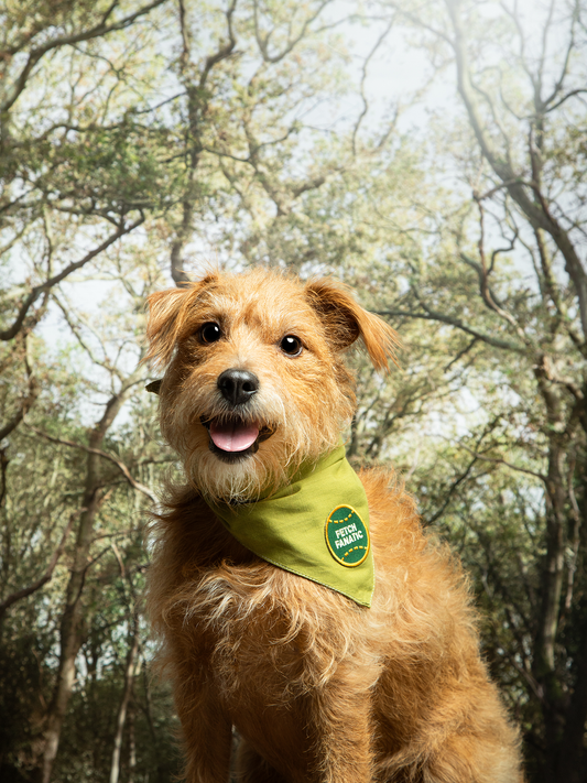 Fetch Fanatic iron- on patch for dogs