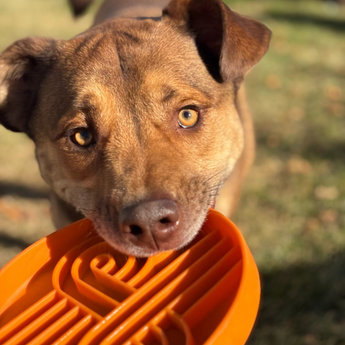 Official brand photo: Zoomies slow feeder bowl | Pumpkin, view 3