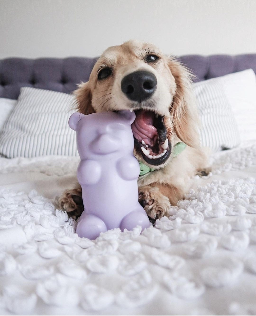 Gummy Squeaky Dog Toy