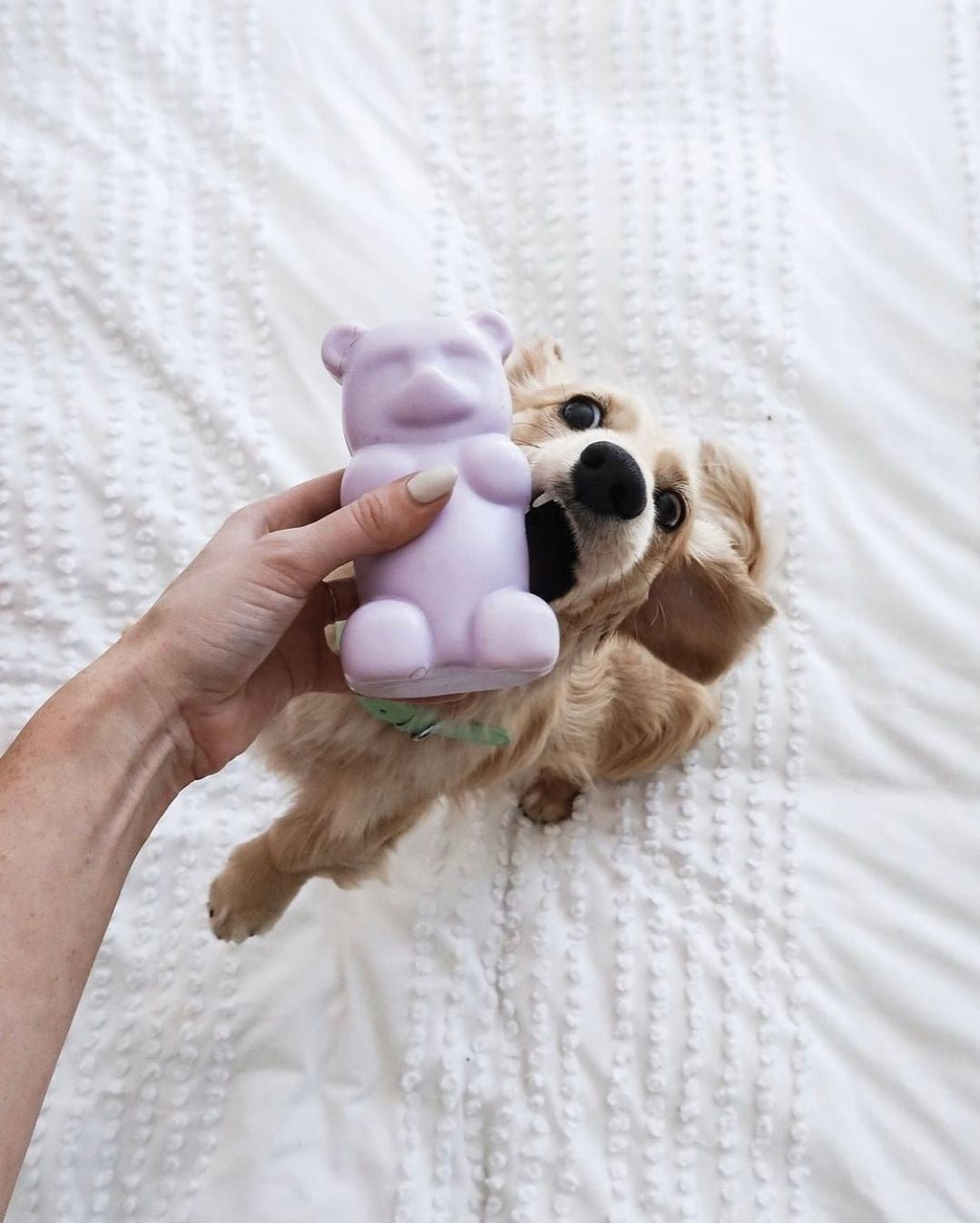 Gummy Squeaky Dog Toy