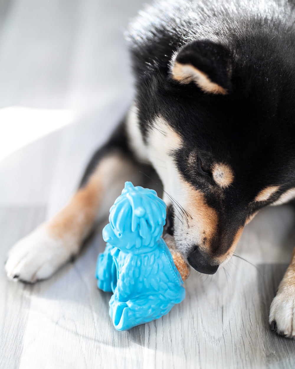 Dog resting beside a blue Puff and Play toy