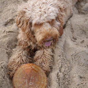 Rub Air Dog Frisbee