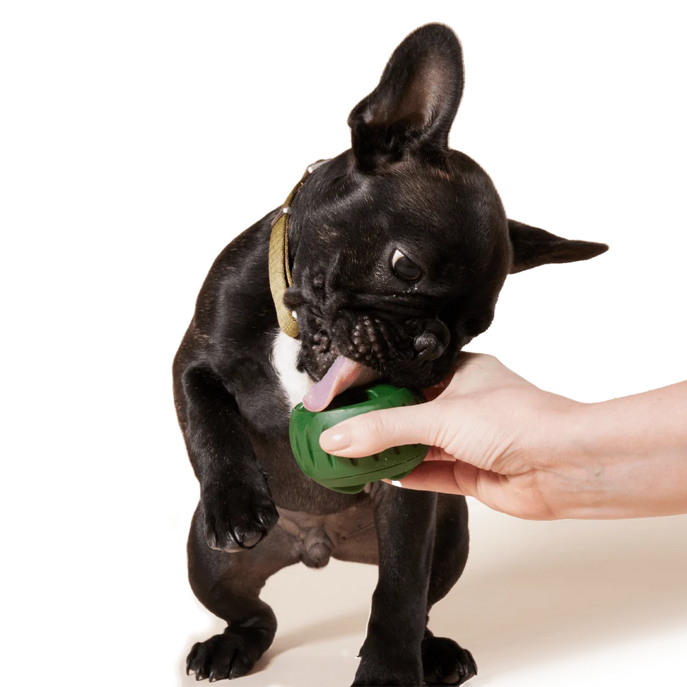Dog enjoying a Woof Pupsicle