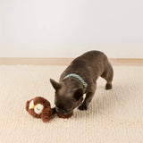 Dog playing with the Owl 2-in-1 Bounce toy