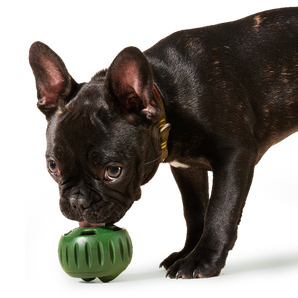 Woof Pupsicle
