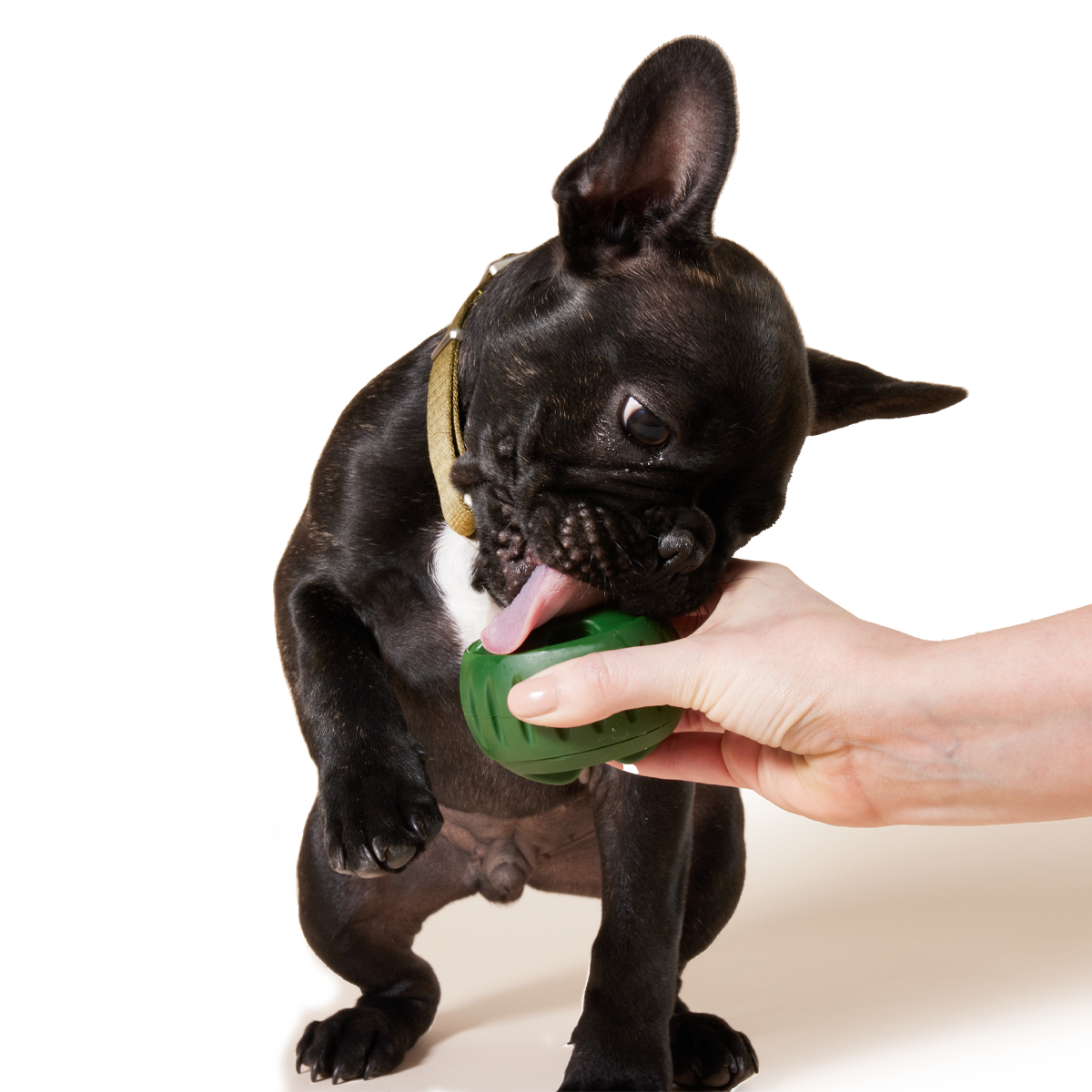 Treat Tray For The Pupsicle