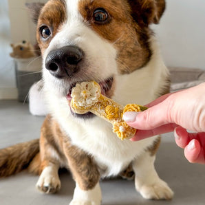 Artisan Biscuit | Bone