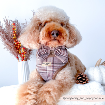 Small apricot poodle wearing the Pup Plaid harness in a seasonal studio setting