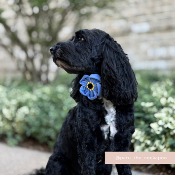 Black curly-coated dog in a garden wearing the Cocopup London Forget Me Not Collar Flower