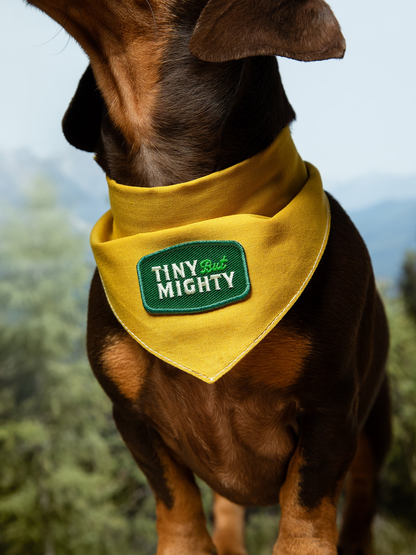 Tiny but Mighty iron-on patch for pets