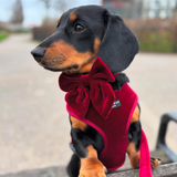 Black and tan dachshund outdoors wearing the Cocopup London Berry Red Luxe Velvet Sailor Bow Tie and matching harness