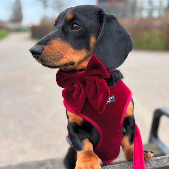Black and tan dachshund outdoors wearing the Cocopup London Berry Red Luxe Velvet Sailor Bow Tie and matching harness