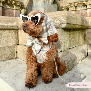 Brown curly-coated dog by stone steps wearing the Cocopup London Oxford Plaid Bandana as a headscarf with sunglasses