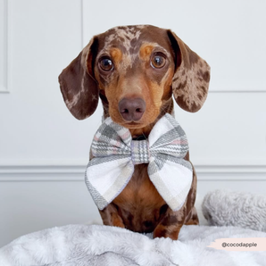 Dachshund wearing the Oxford Plaid Sailor Bow Tie by Cocopup London indoors