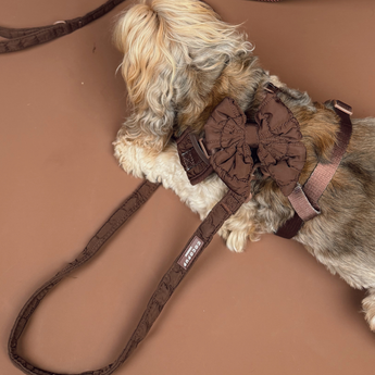 Small shaggy dog lying on a brown floor wearing the Cocopup London Espresso Quilted Sailor Bow Tie and matching harness