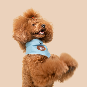 Tricks for Treats iron-on patch for dogs