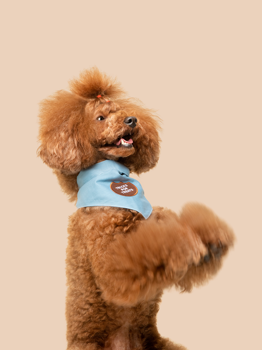 Tricks for Treats iron-on patch for dogs