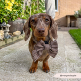 Dachshund wearing the Pup Plaid Sailor Bow Tie on a garden path