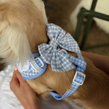 Close rear view of a golden dog wearing the Cocopup London English Blue Sailor Bow Tie and harness