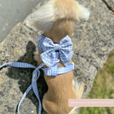 Rear view of a small golden dog outdoors wearing the Cocopup London English Blue Sailor Bow Tie on a harness
