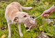 P.L.A.Y Forest Friends Hamilton the Hedgehog