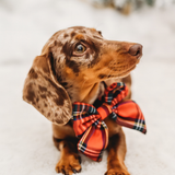 Dapple dachshund wearing the Tartan bow tie in side profile