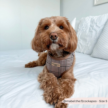 Brown doodle reclining on a white sofa in the Pup Plaid harness