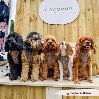 Five dogs wearing Pup Plaid walking accessories outside a Cocopup London display