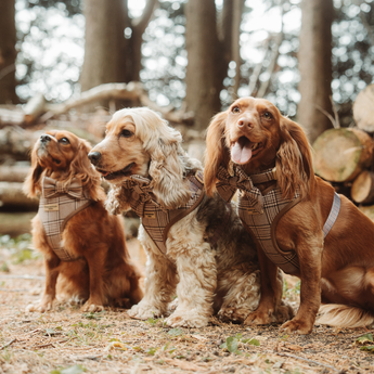 Three spaniels in Pup Plaid bow ties and harnesses looking to the side