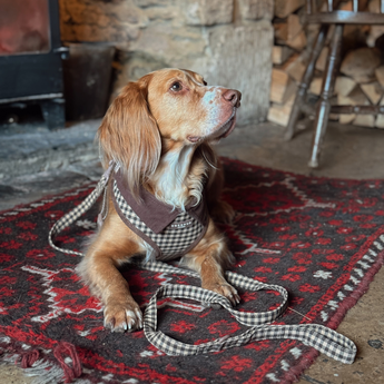 Brown spaniel resting indoors with Cotswolds Check lead arranged in front