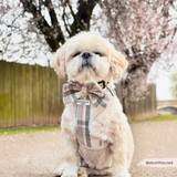 Small cream dog wearing the Oxford Plaid bow tie beneath flowering trees
