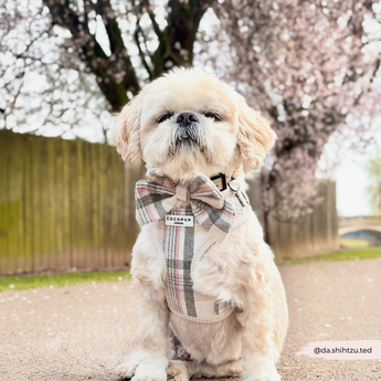 Small cream dog wearing the Oxford Plaid bow tie beneath flowering trees
