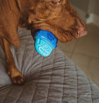 Zee.Dog Brain Freeze
