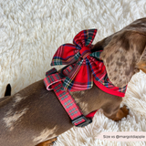 Top view of a dachshund wearing the Tartan bow tie with a red harness