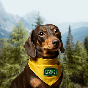 Tiny but Mighty iron-on patch for pets