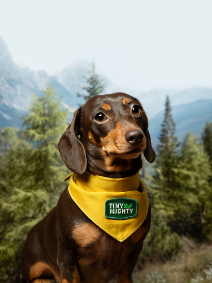 Tiny but Mighty iron-on patch for pets