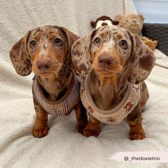 Two dachshunds on a sofa, one wearing the Pup Plaid harness