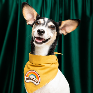 Rescue iron-on patch for dogs