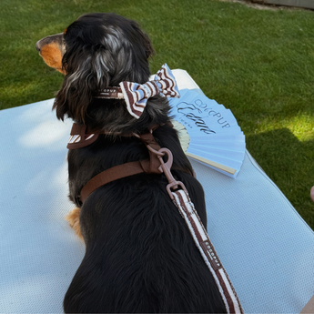 Rear view of small black dog wearing Brown & Blue Stripes bow tie on its harness
