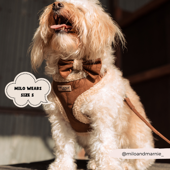 Kleine crèmekleurige hond met krulvacht zit binnen in een Brown Aviator tuig