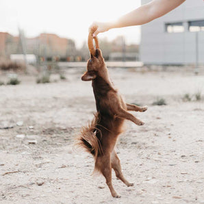 Rub Fly Dog Toy