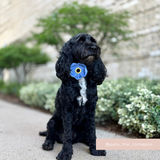 Black curly-coated dog sitting on a garden path wearing the Cocopup London Forget Me Not Collar Flower